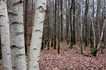 Birch trees in a forest in autumn