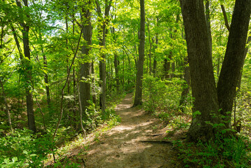 Obraz premium Hiking trail through the park.