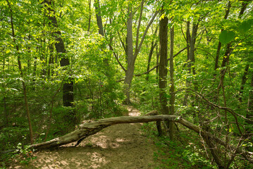 Hiking trail through the park.