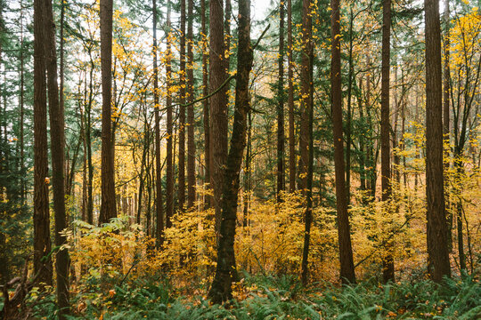 Fall Leaves on a tree