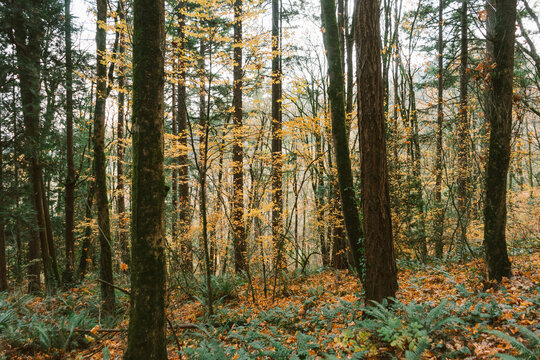 Fall Leaves on a tree