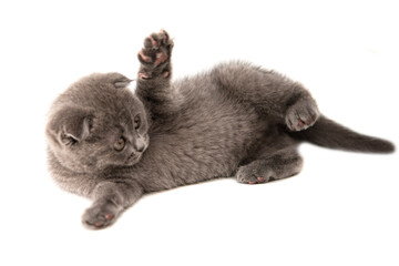Gray British cat kitten funny pet selective focus isolated on the white background