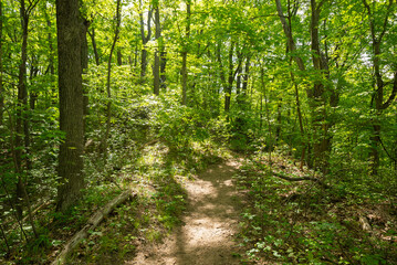 Fototapeta na wymiar Hiking trail through the park.