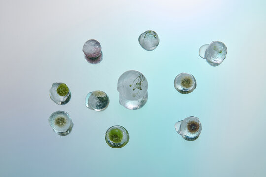 Beautiful flowers frozen in ice on reflective blue surface