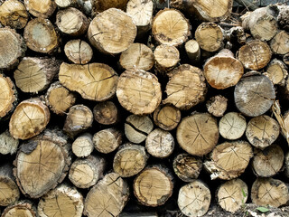 Firewood for stove and fireplace