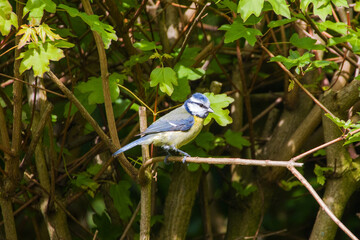 a blue tit in the sunlight on a branch in front of a bush