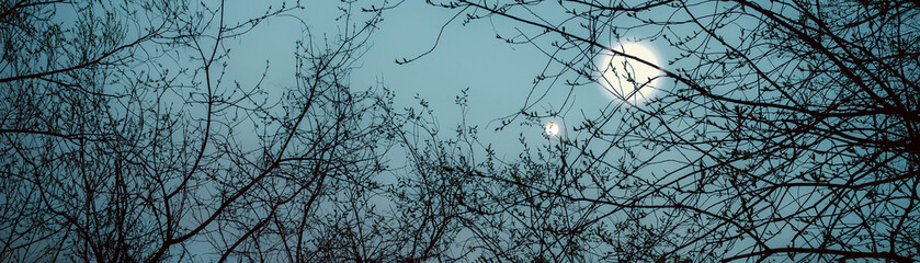 banner background: tree branches against the sky and two moons