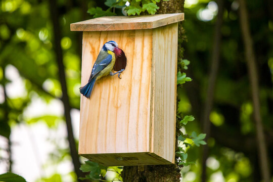 a blue tit at a nest box with red wool