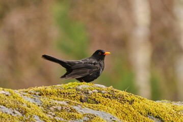 Eurasian blackbird or common blackbird (Turdus merula) male standing on a mossy boulder in the forest in spring.	
