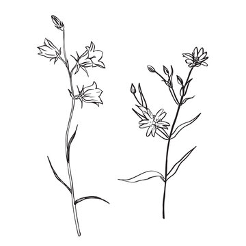A picture showing different parts of Greater Stitchwort or Stellaria holostea or Addersmeat . vintage line drawing illustration. Sketch. Hand drawn vector illustration. Bluebell flowers