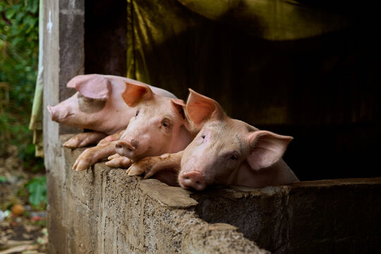 portrait big pigs on a farm in a balinese village in bali