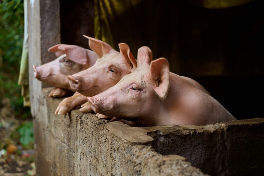 portrait big pigs on a farm in a balinese village in bali