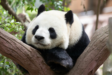 Fototapeta premium Giant Panda Sleeping on the tree