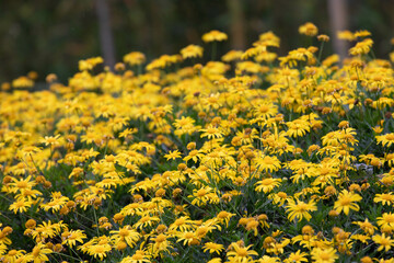 Spring is Coming , Beautiful Yellow Daisy Flowers in the park