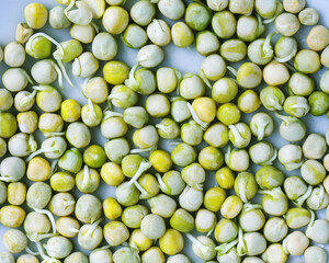 Peas, sprouted pea seeds. Vegetarian food. Spring preparation for planting crops. Green peas background.