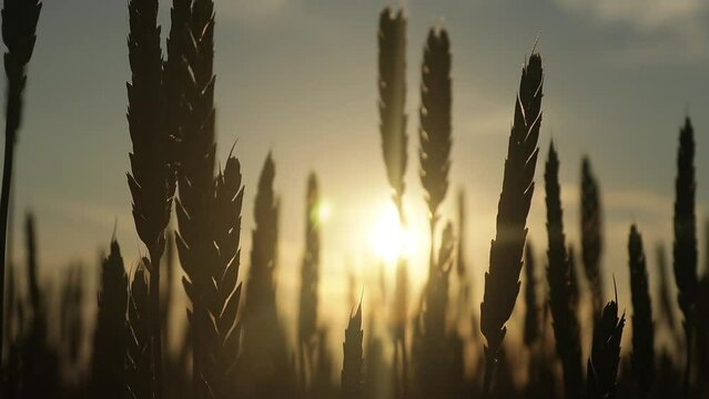 The concept of the world food crisis. Silhouettes of ears of wheat at sunset. Grain embargo and port blocking. War between the main suppliers of grain