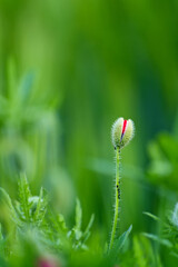 red poppy flowers flourishing bud, red poppy also called poppy flower closeup photo