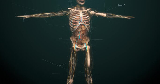 Human anatomy in augmented reality. Model displays whole structure and individual organs, bones and muscles