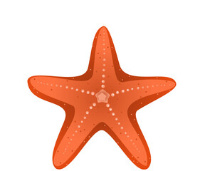 Starfish vector on white background