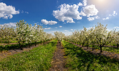 Fototapeta na wymiar Blooming in an apple orchard on a spring day.
