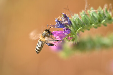 abeja melifera recolectando en una flor violeta