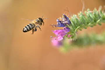 abeja melifera recolectando en una flor 
