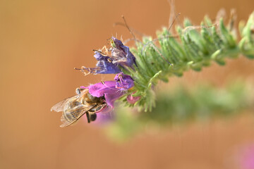 abeja melifera recolectando en una flor 