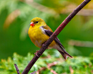 American Goldfinch Photo and Image.  Female close-up side view perched on a branch with green forest background in its environment. Finch Portrait.