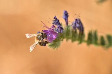 abeja melifera recolectando en una flor violeta
