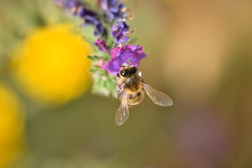 abeja melifera recolectando en una flor violeta