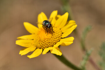 mosca verde botella, mosca azul (lucilia sericata) en una flor amarilla