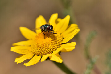 mosca verde botella, mosca azul (lucilia sericata) en una flor amarilla
