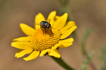 mosca verde botella, mosca azul (lucilia sericata) en una flor amarilla