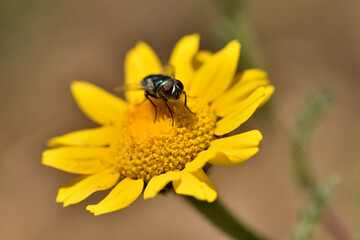 Fototapeta premium mosca verde botella, mosca azul (lucilia sericata) en una flor amarilla