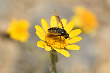 mosca abeja (poecilanthrax lucifer) sobre una flor amarilla