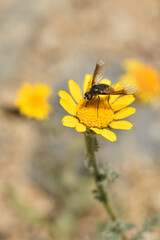 mosca abeja (poecilanthrax lucifer) sobre una flor amarilla