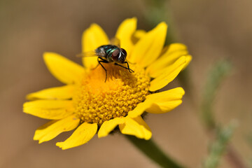 mosca verde botella, mosca azul (lucilia sericata) en una flor amarilla