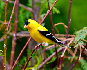 American Goldfinch Photo and Image.  Male close-up side view perched on a branch with green forest background in its environment. Finch Portrait.
