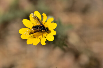 mosca abeja (poecilanthrax lucifer) sobre una flor amarilla