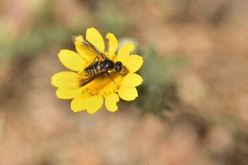 mosca abeja (poecilanthrax lucifer) sobre una flor amarilla