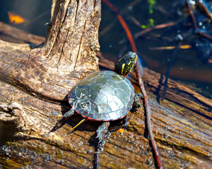 Painted Turtle Photo and Image.  Turtle resting on a log in the pond displaying its turtle shell,...