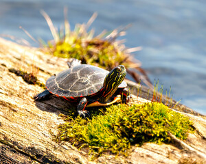 Obraz premium Painted Turtle Photo and Image. Turtle resting on a log with moss in the pond and displaying its turtle shell, head, paws eye in its environment and habitat.