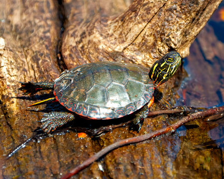 Painted Turtle Photo and Image. Turtle resting on a log in the pond with lily water pad moss and displaying its turtle shell, head, paws in its environment and habitat surrounding. Turtle Picture. 