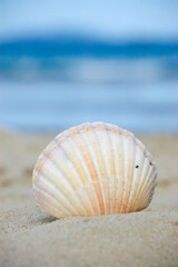 Fototapeta na wymiar Summer and vacation concept. Seashell at the beach.