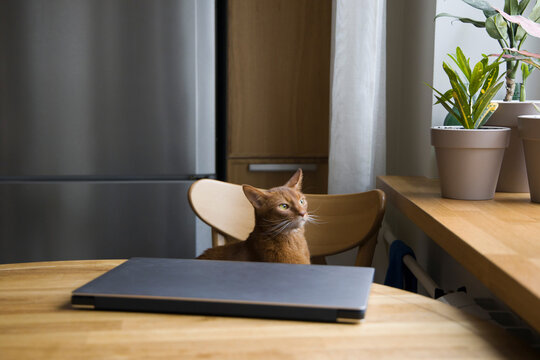 Abyssinian cat at the table