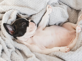 Cute puppy lying on the bed in the living room. Clear, sunny day. Close-up, indoors. Studio photo. Day light. Concept of care, education, obedience training and raising pets