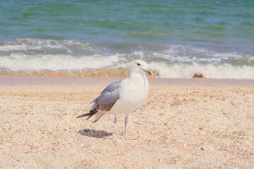 A seagull on a sea beach stands on the sand against the backdrop of sea waves