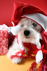 Cute white puppy with present and snowflakes.