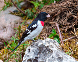 Rose-breasted Grosbeak Image and Photo.  Male close-up side view standing on a rock with blur foliage background in its environment. Cardinal Family.