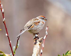 Fototapeta premium American Tree Sparrow Photo and Image. parrow close-up side view perched on a tree bud branch with a brown background in its environment and habitat.